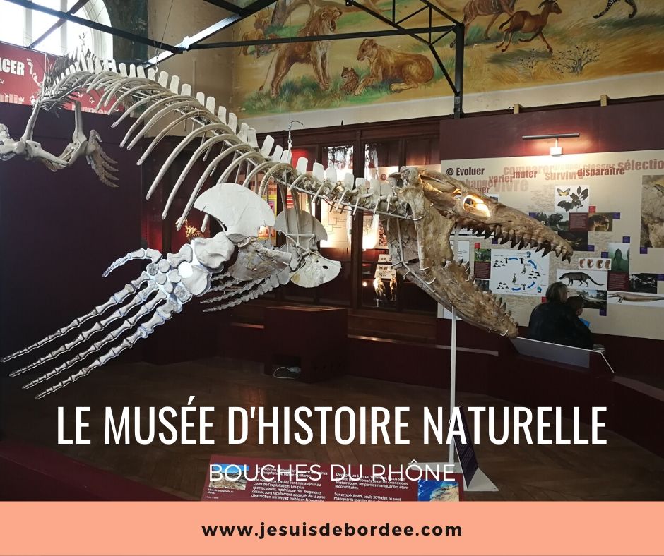 musee-histoire-naturelle-marseille