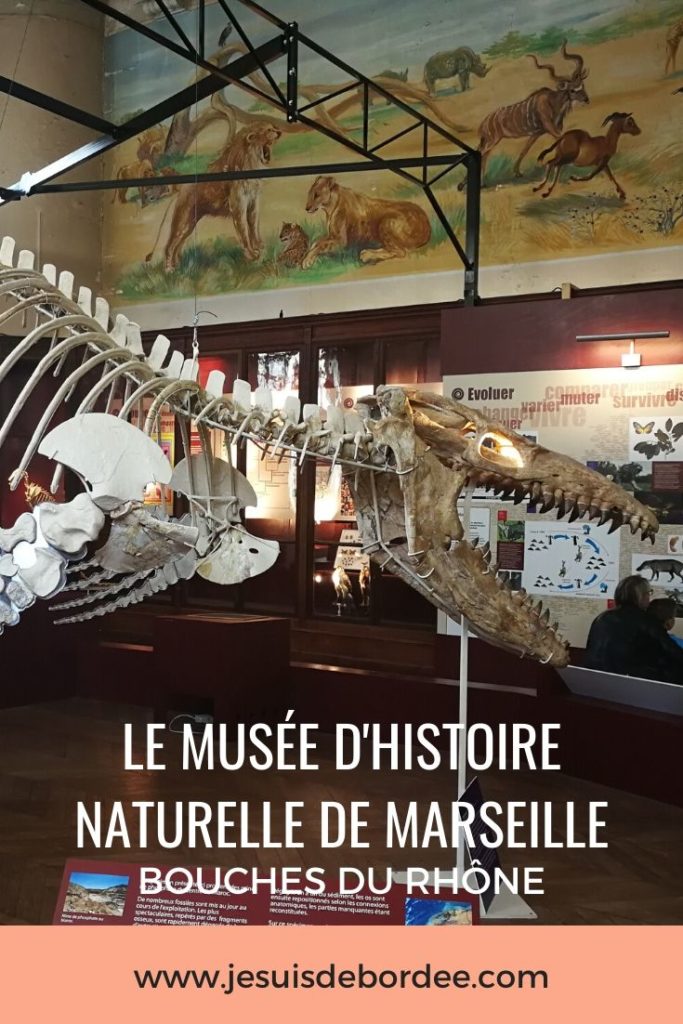 musee-histoire-naturelle-marseille