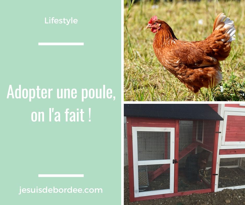 adopter une poule