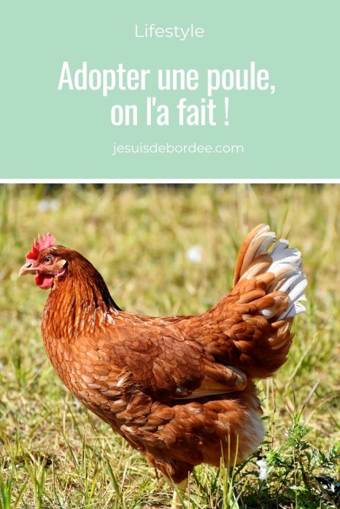 adopter une poule