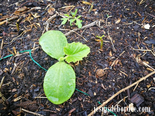 plant de courge