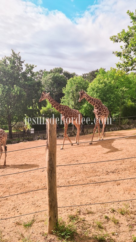 girafes au zoo de Beauval