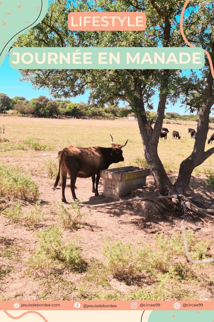 journée en manade