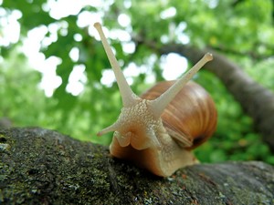 activité enfant pluie chasse escargot