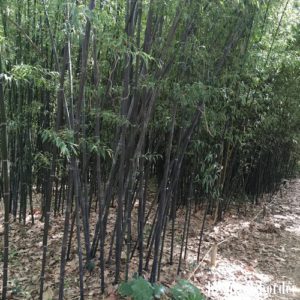 parc_chateau_flaugergues_04