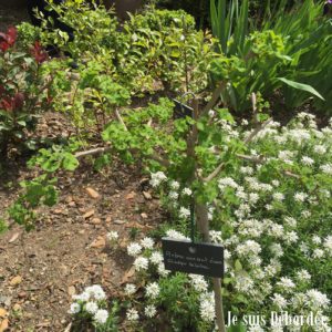 parc_chateau_flaugergues_09