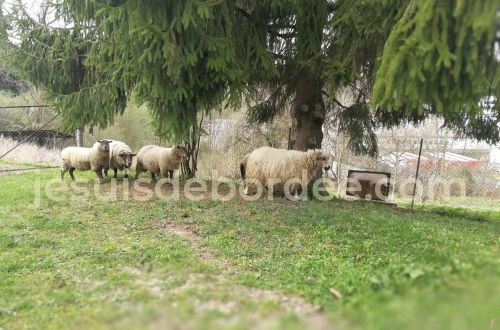 brebis jardin écologie