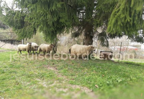 brebis jardin écologie