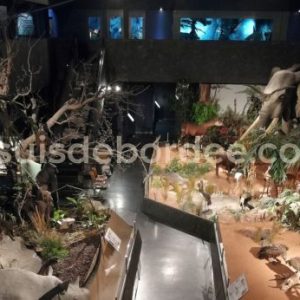 Museum histoire naturelle Genève suisse