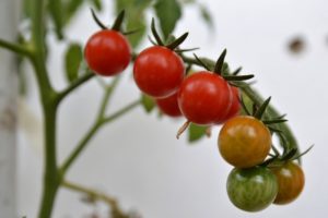 tomate cerise