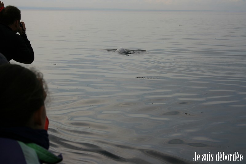 baleine-tadoussac