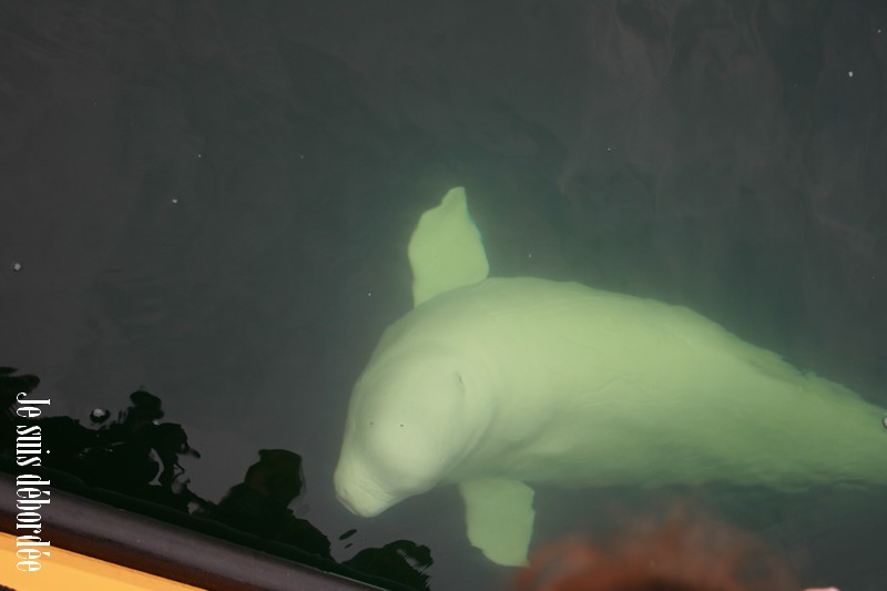 baleine-tadoussac