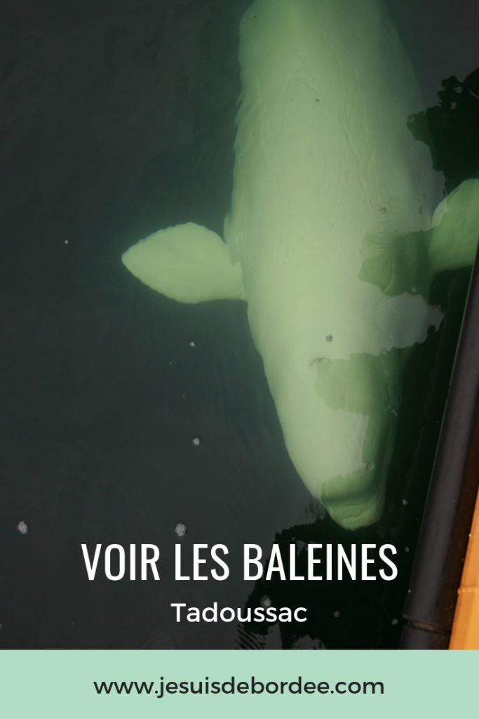 baleine-tadoussac