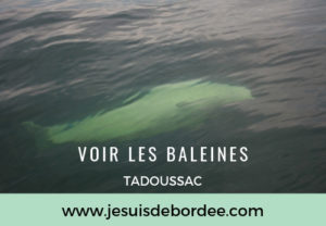 baleine-tadoussac