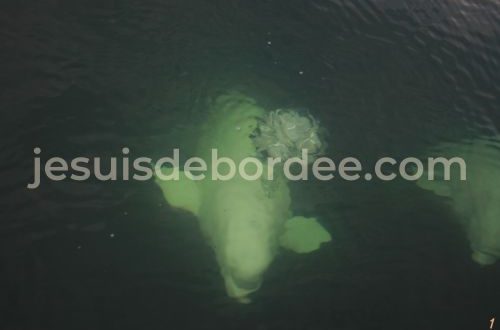 voir baleines tadoussac saguenay quebec saint laurent