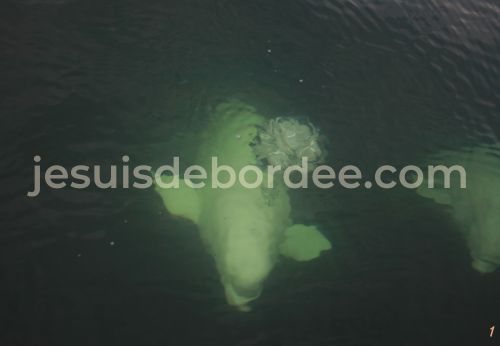 voir baleines tadoussac saguenay quebec saint laurent