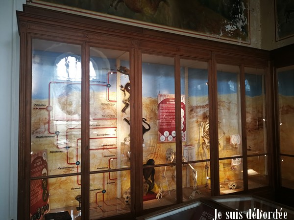 musee-histoire-naturelle-marseille