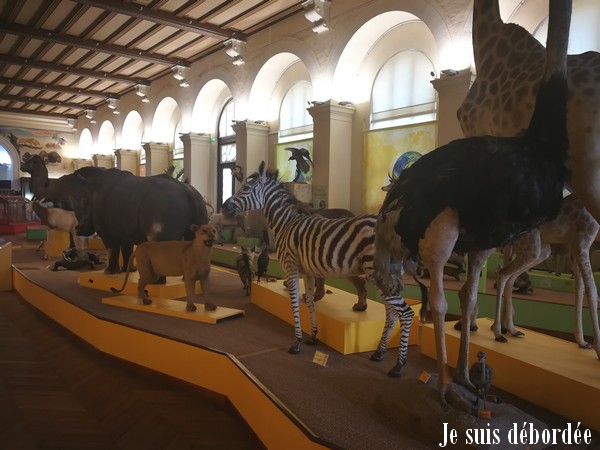 musee-histoire-naturelle-marseille