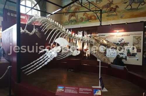 musée histoire naturelle Marseille