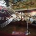 musée histoire naturelle Marseille
