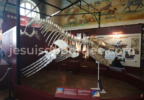 musée histoire naturelle Marseille