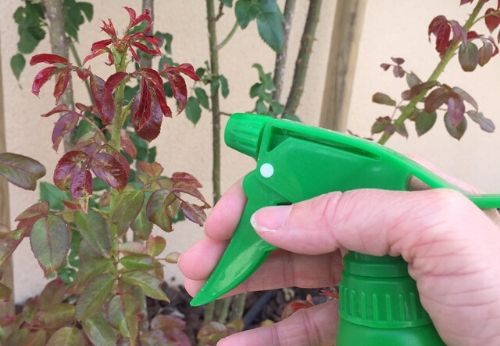 Faire son anti pucerons naturel