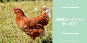 adopter une poule
