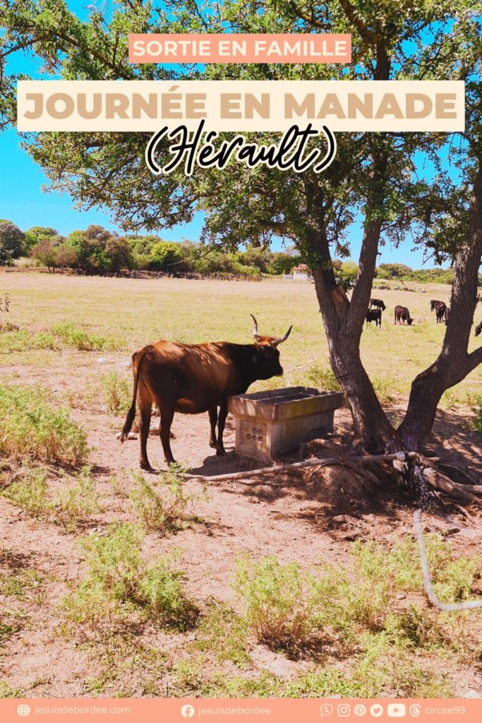 manade herault camargue