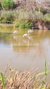 flamant rose