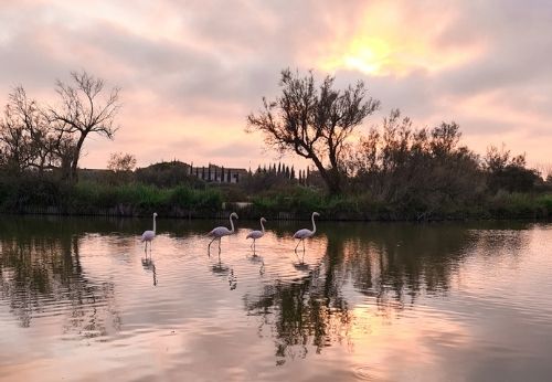 parc ornithologique du pont de Gau