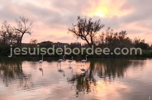 parc ornithologique du pont de Gau