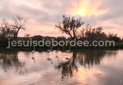 parc ornithologique du pont de Gau