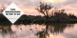 parc ornithologique du pont de Gau