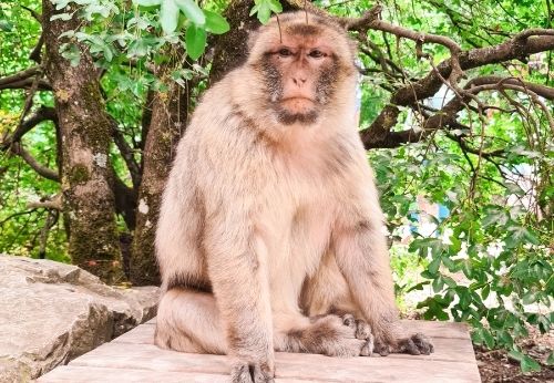 Forêt des Singes de Rocamadour