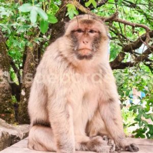 Forêt des Singes Rocamadour Lot