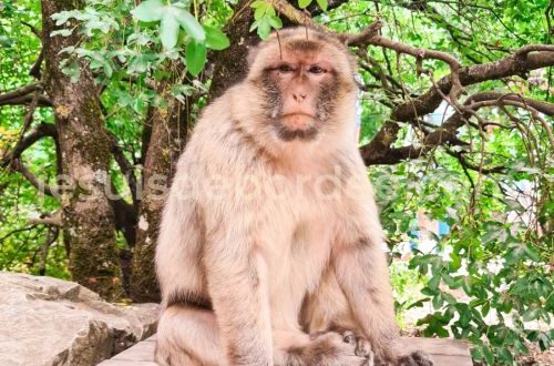 Forêt des Singes Rocamadour Lot