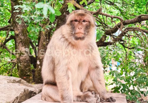Forêt des Singes Rocamadour Lot