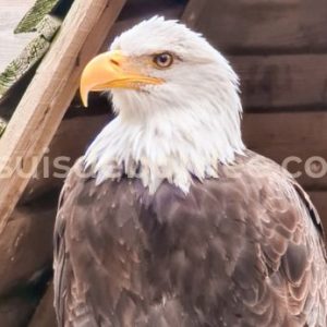 rocher des aigles rapaces Rocamadour Lot Occitanie sortie balade enfant famille