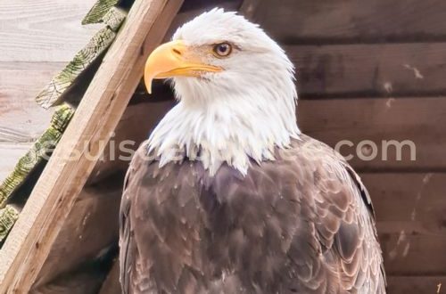 rocher des aigles rapaces Rocamadour Lot Occitanie sortie balade enfant famille