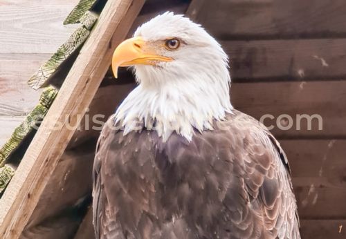 rocher des aigles rapaces Rocamadour Lot Occitanie sortie balade enfant famille