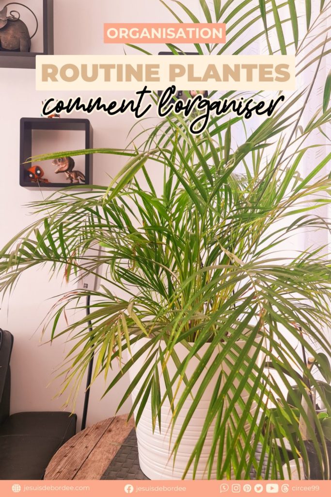 routine plantes