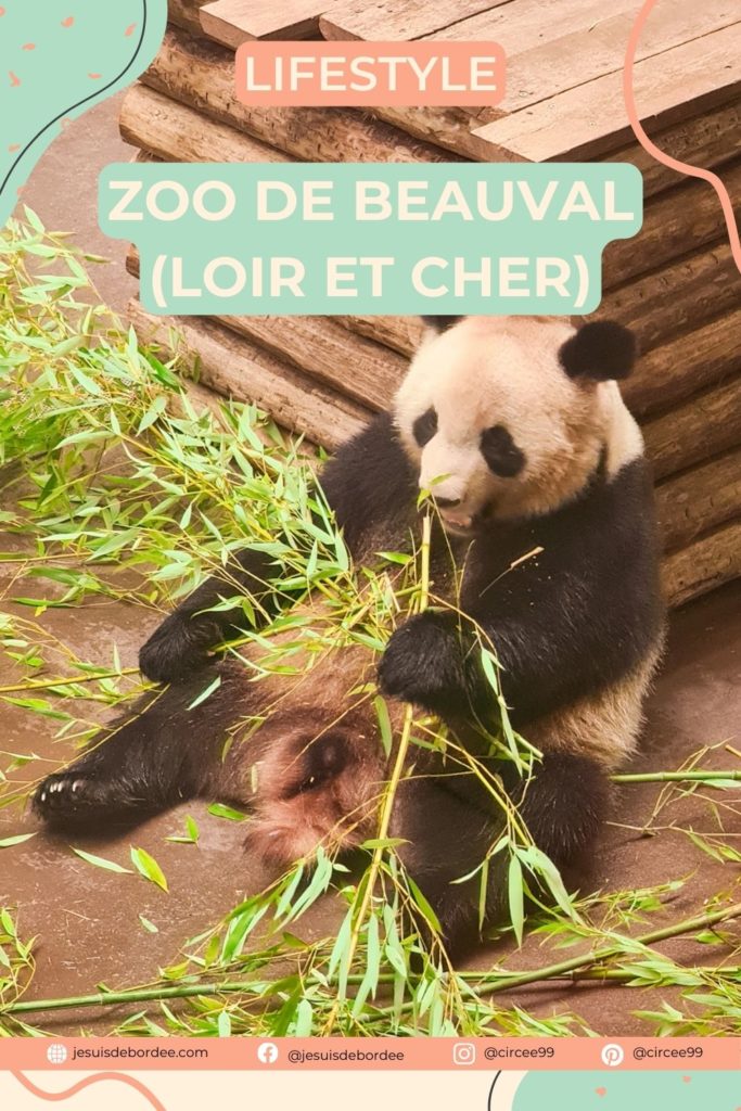 panda au zoo de Beauval
