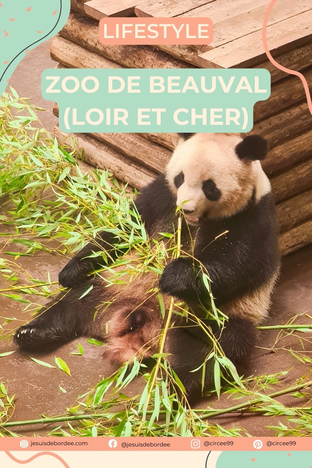 Au zoo de Beauval, permission de sortie pour les jumelles panda