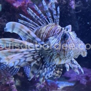 Musée océanographique de Monaco