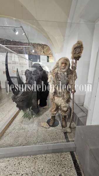 Museum histoire naturelle nimes rhinoceros laineux