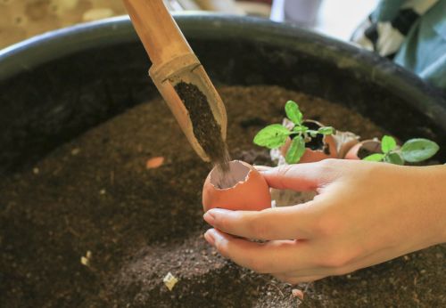 jardin zéro déchet écoresponsable