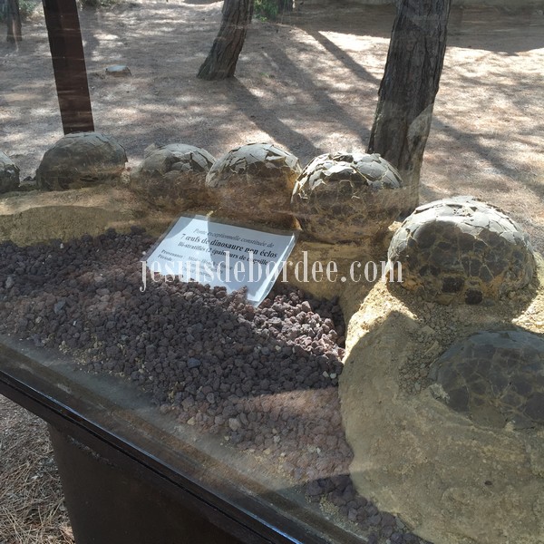 Vitrine d'oeufs de dinosaure fossilisés originaux datant de 70 millions d'années, provenant du site de Mèze (Hérault)