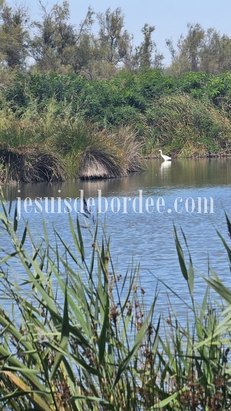 Aigrette blanche parmi les roselières de l'étang, au centre du Scamandre en Petite Camargue