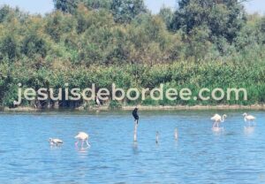 Flamants roses et cormoran au centre du Scamandre, réserve naturelle de Petite Camargue dans le Gard